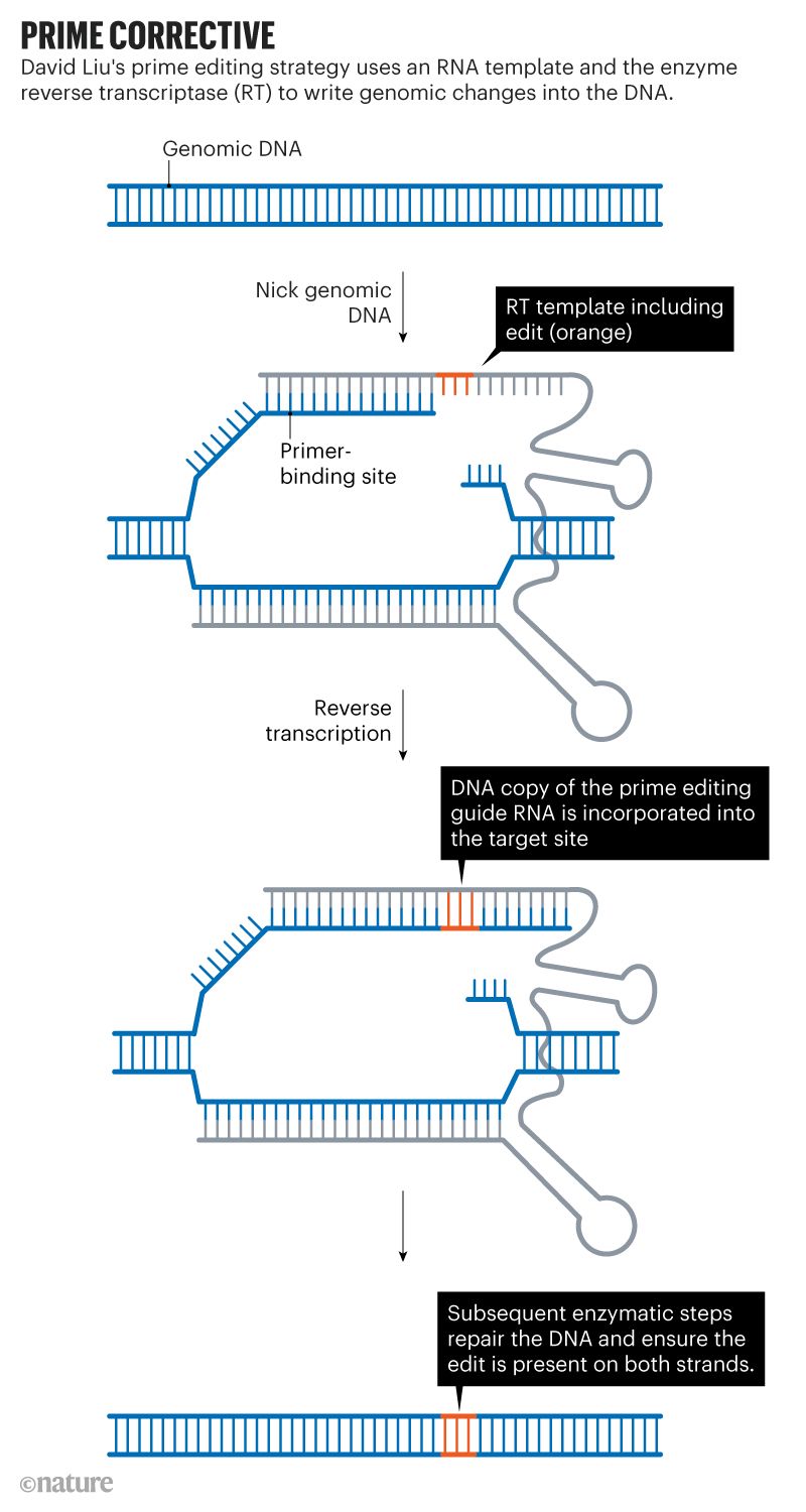 ARN-templete-and-RT.jpg