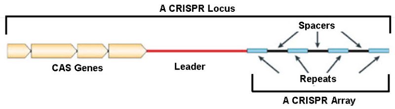 CRIPR-locus.jpg
