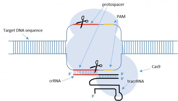 CRISPR-Cas9-recognition-site.jpg