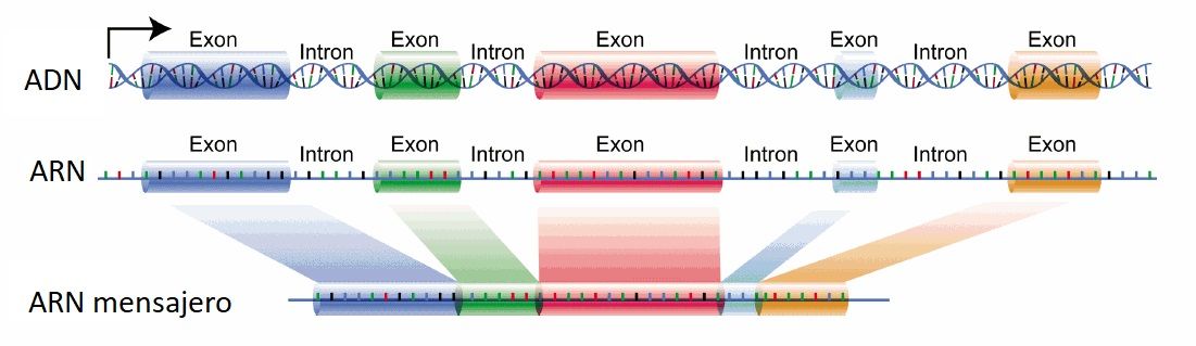 DNA_exons_introns.jpg