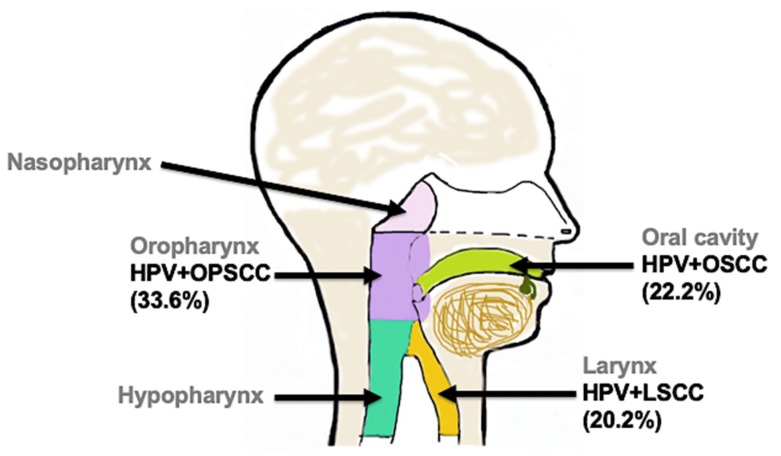 Distribution-of-human-papillomavirus-head-and-neck-cancer.jpg