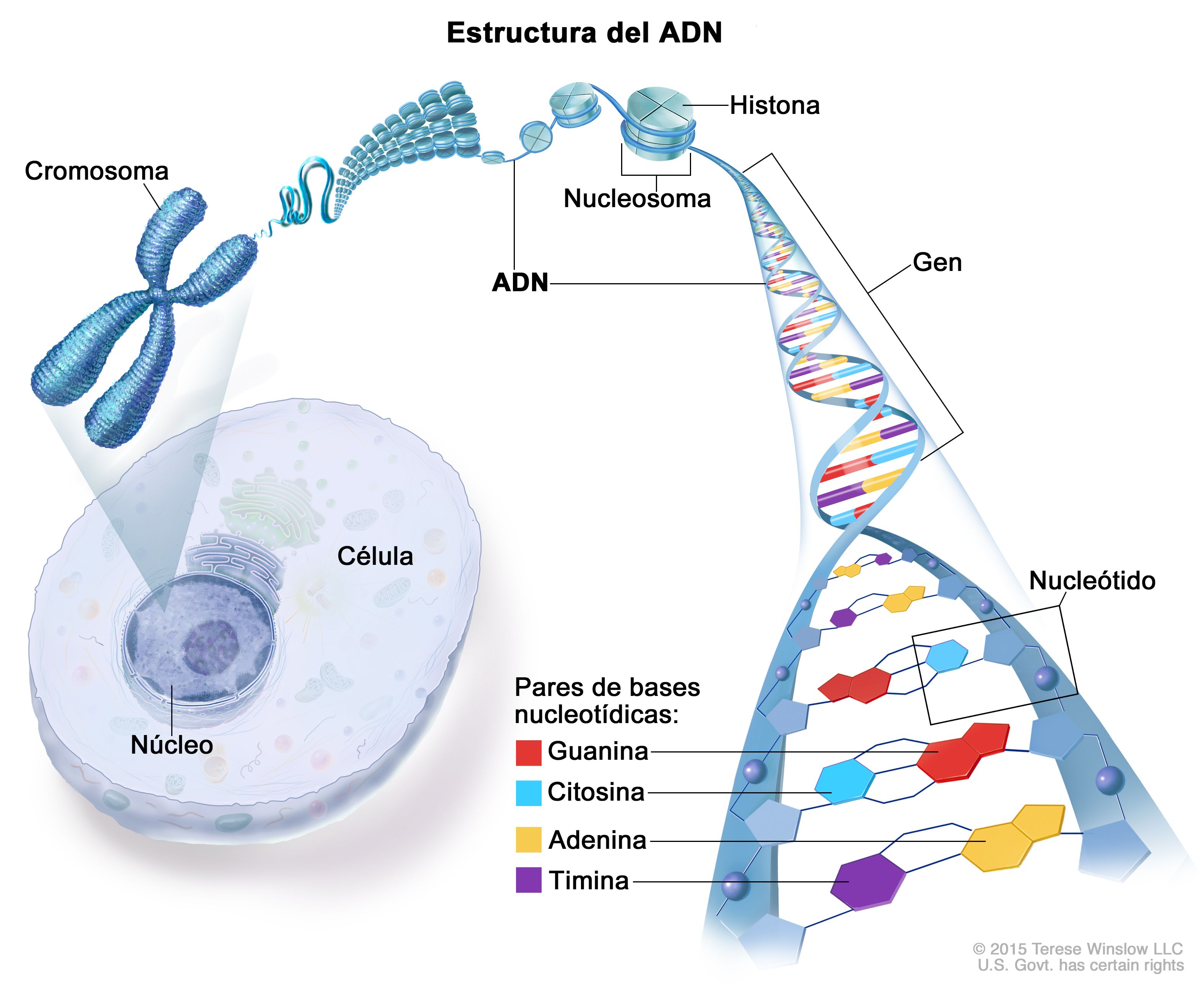 Estructura-ADN-nucleotidos-y-pares-de-bases.jpg