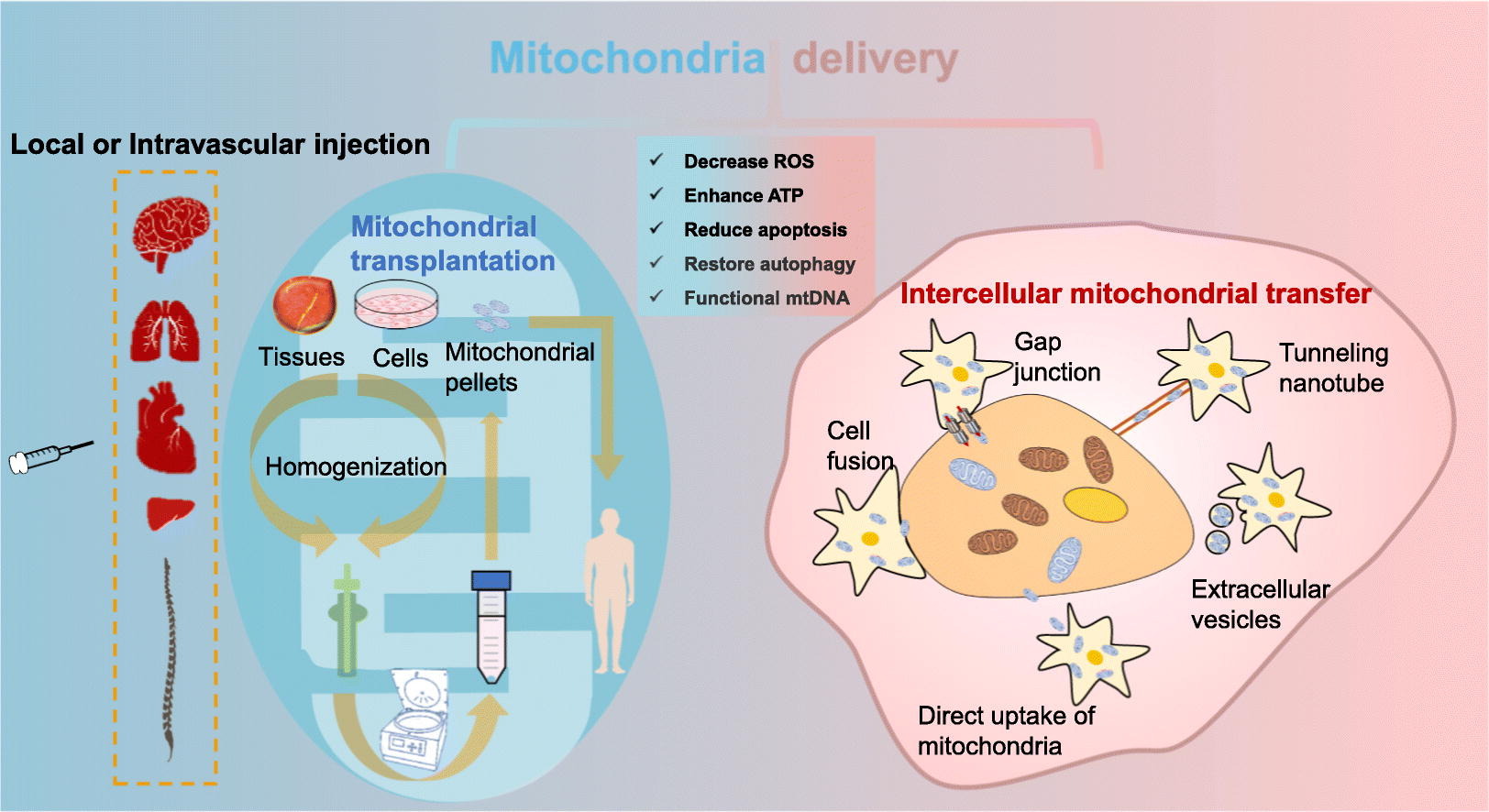 Mitochondrial-delivery.jpg