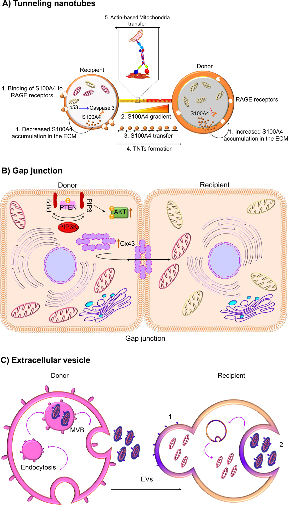 Mode-of-intercellular-mitochondrial-transfer.jpg