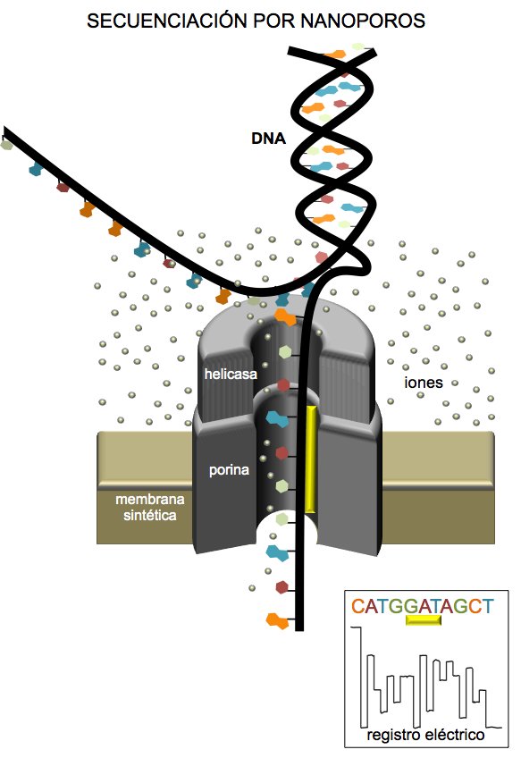 Nano-po-porina-bacteriana-acoplada-a-una-DNA-helicasa.jpg