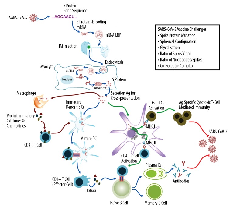 Schematic-diagram-of-the-mRNA-based-vaccine.jpg