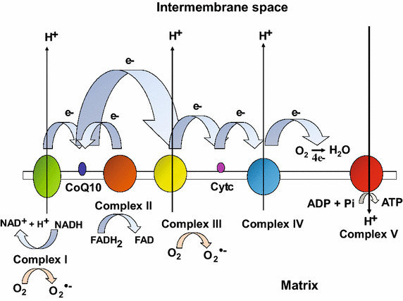 Schematic-illustration-of-mammalian-oxidative-phosphorylation-system-T.jpg