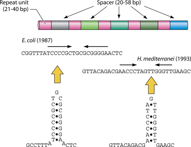 The-structural-features-of-CRISPR-.jpg