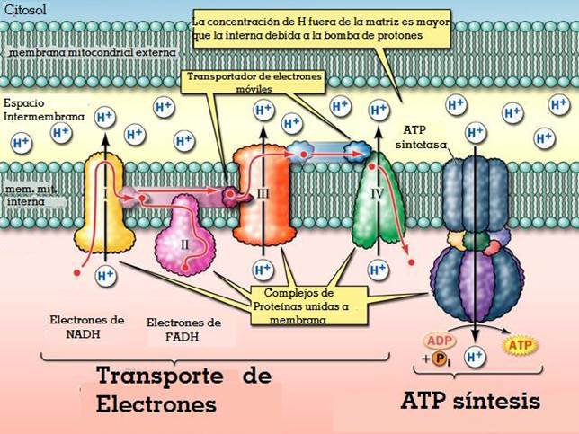 Transporte-de-e-y-sintesis-de-ATP.jpg