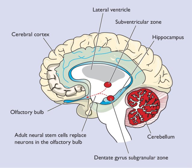 Two-main-endogenous-neurogenic-regions-contain-multipotent-adult-neural-stem-.jpg