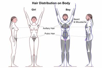 b2ap3_thumbnail_Hair_Distribution_on_Human_Male__Female_body.jpg