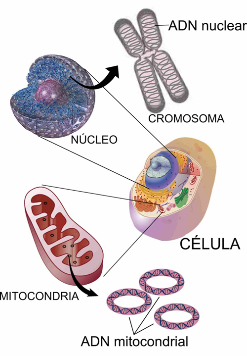 celula-mitocondria500_20181229-143213_1.jpg