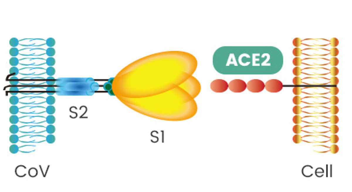 receptor-binding-and-membrane-fusion_COVID-19_.jpg